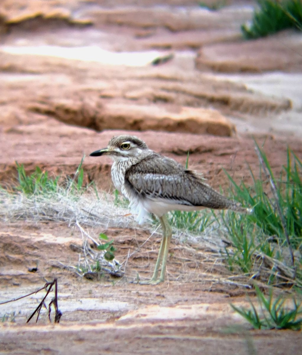 birdsonstamps's tweet photo. Water Thick-knee, Blacksmith Lapwing and a Knob-billed Duck seen this afternoon.
#BirdsSeenIn2024
#Budidistrict #Matabeleland
#BirdsInZimbabwe https://t.co/FXXja9i5tI