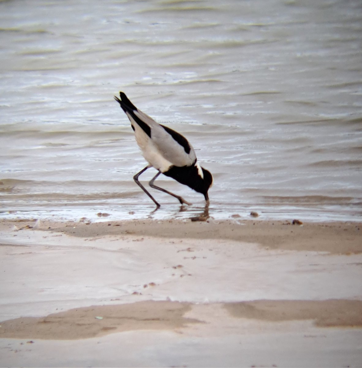 Water Thick-knee, Blacksmith Lapwing and a Knob-billed Duck seen this afternoon.
#BirdsSeenIn2024
#Budidistrict #Matabeleland
#BirdsInZimbabwe