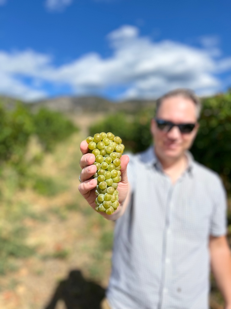 BlastedChurch's tweet photo. Amen for this cluster of grapes๐๐ป
Our #SauvignonBlanc - just wouldn't be the same without them ๐ Have you tried our Sauvignon Blanc #Semillon? #BCWine #ExploreBCWine #ExploreBC https://t.co/jBY6MCrBKW https://t.co/CbQN3lvduF