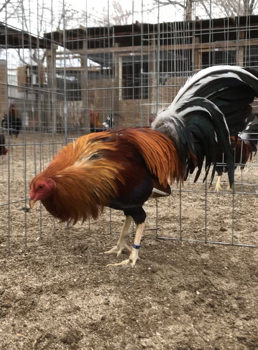 GallosGamefowl's tweet photo. Sweaters https://t.co/9X4Sq482cH