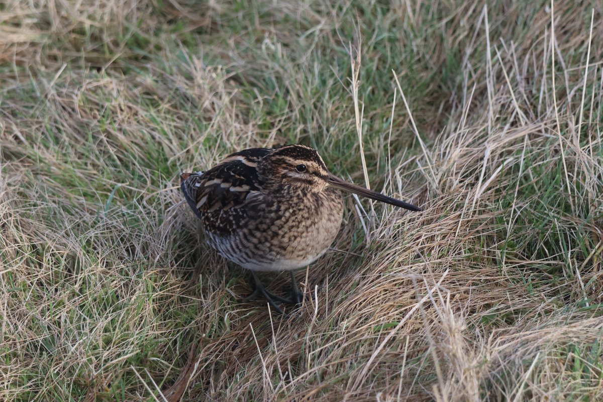 One of two Snipe in the garden this afternoon - finding some grass amongst the snow! #CaithnessBirds @BTO_GBW 📷 @xemasabini