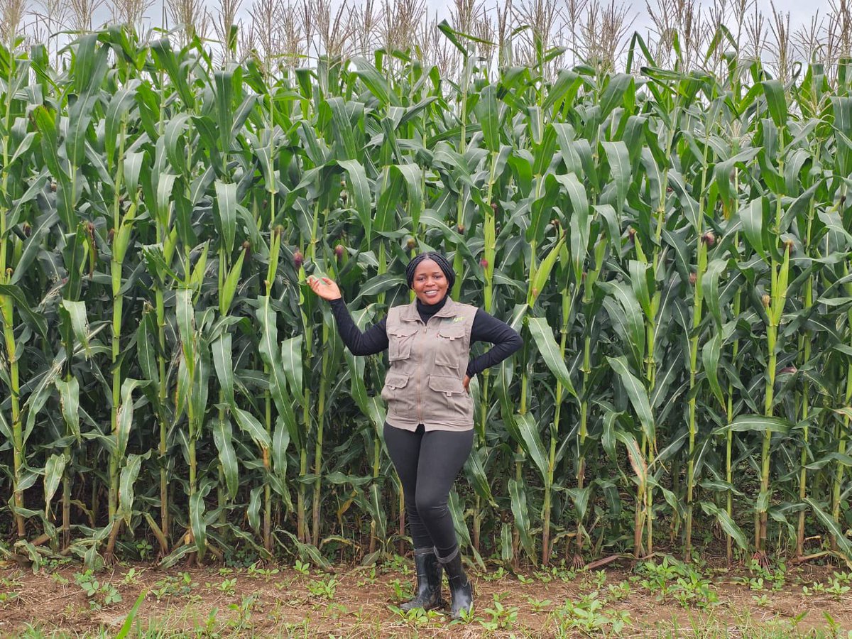 WendyMadzura's tweet photo. A thousand words from Pepsia farm, Goromonzi Mash East, Zimbabwe where 150 ha of SC 727 &amp; SC 556 was established 💯🤝 https://t.co/DaIuDfbki3