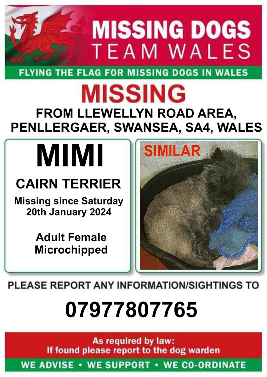 ‼️MIMI IS MISSING FROM #LLEWELLYNROAD AREA, #PENLLERGAER, #SWANSEA, #SA4, #WALES
Since Saturday 20th January 2024 
‼️MICROCHIPPED
‼️Please check gardens in the area and ring number on poster with any information/sightings‼️