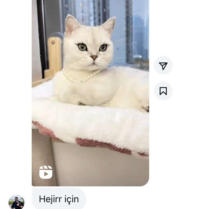 Oğlum Kürdüz diyorum kedimize bile 6 aydan sonra dişi bakıyoruz diyorum skfjfkfjffkk