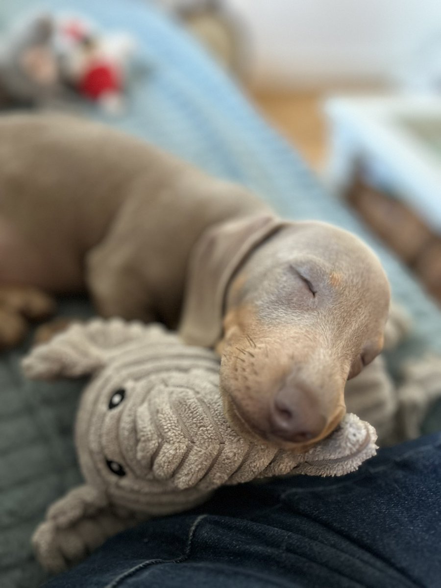 EmmanuelleChas2's tweet photo. Some news of my little Samael… ❤️😘#Samael #TheLightBringer #angeldevil #Dachshunds https://t.co/Sp3uJRrCRN