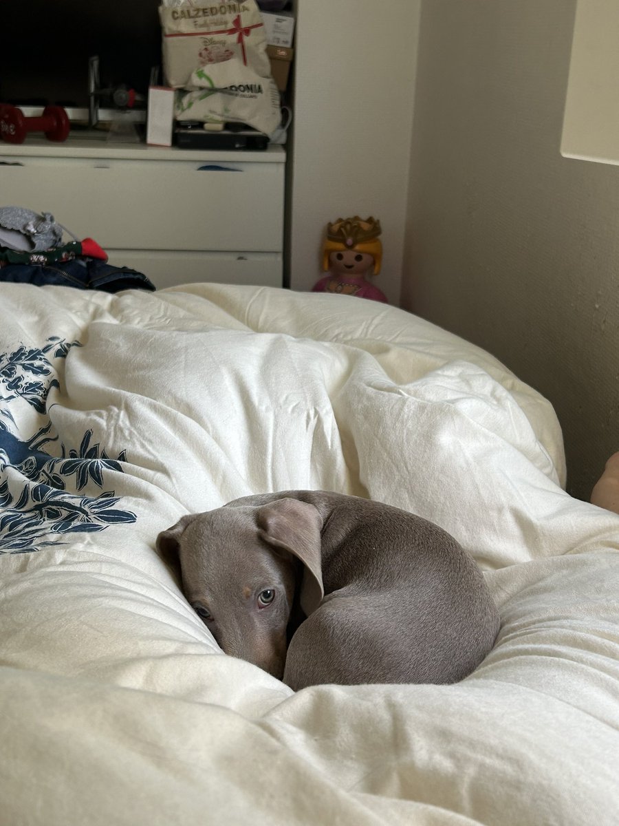 EmmanuelleChas2's tweet photo. Some news of my little Samael… ❤️😘#Samael #TheLightBringer #angeldevil #Dachshunds https://t.co/Sp3uJRrCRN