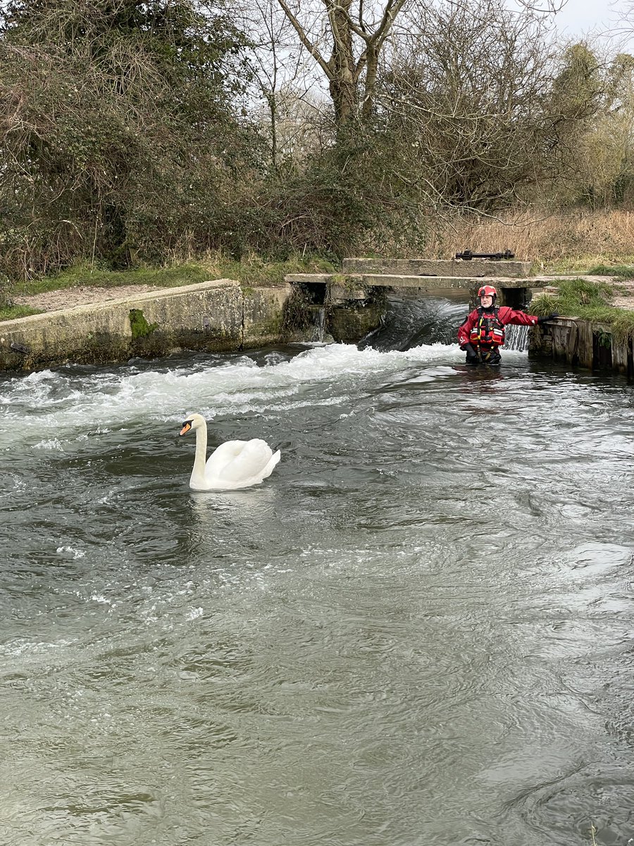 It was just the one swan actually…

#hampshire #hantsar #waterrescue #searchandrescue