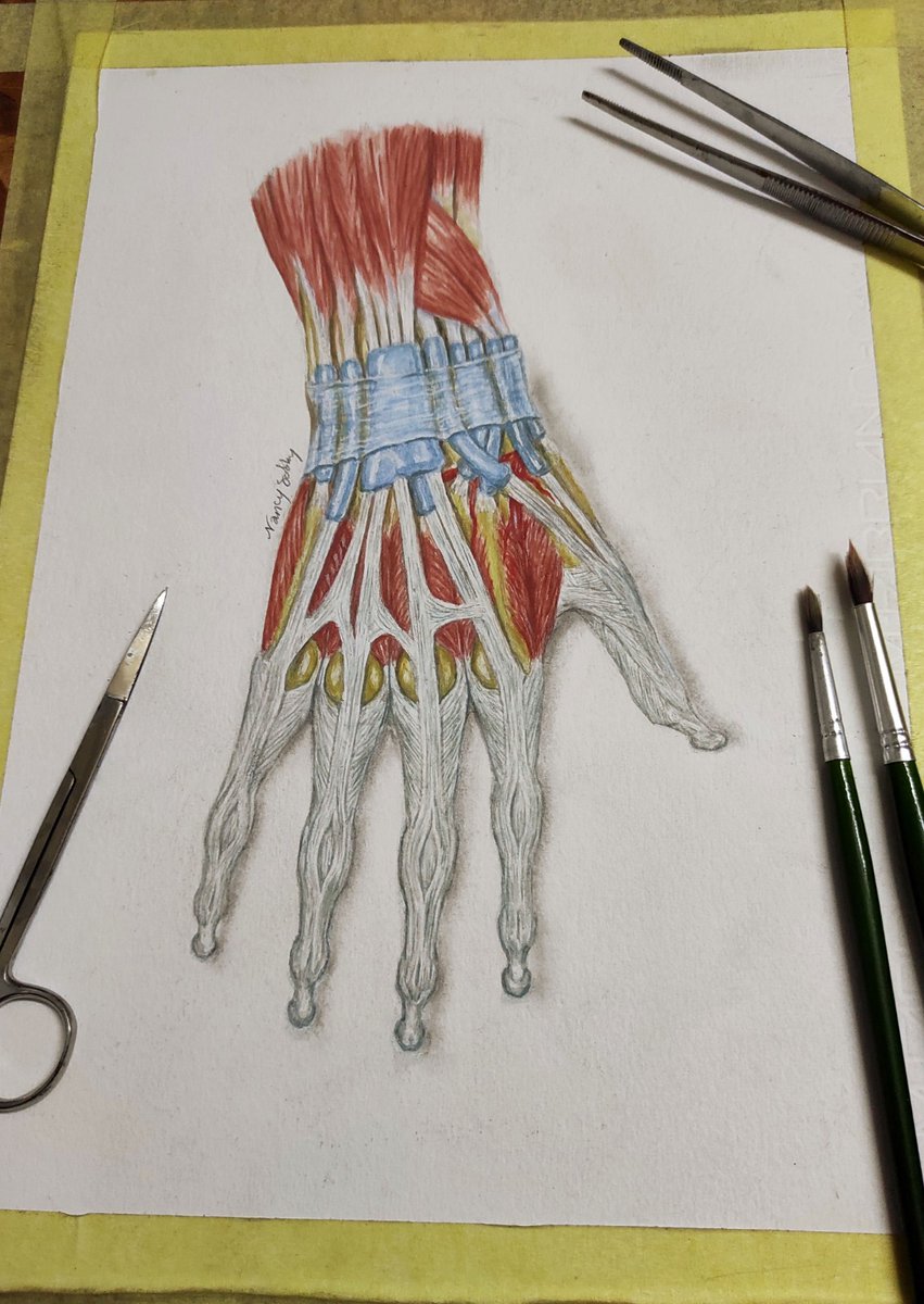 NancySobhy7's tweet photo. My latest medical painting 🖌️

#screenshotsaturday #art #Medical #illustration #nancysobhyart https://t.co/M9VeOM5jlU