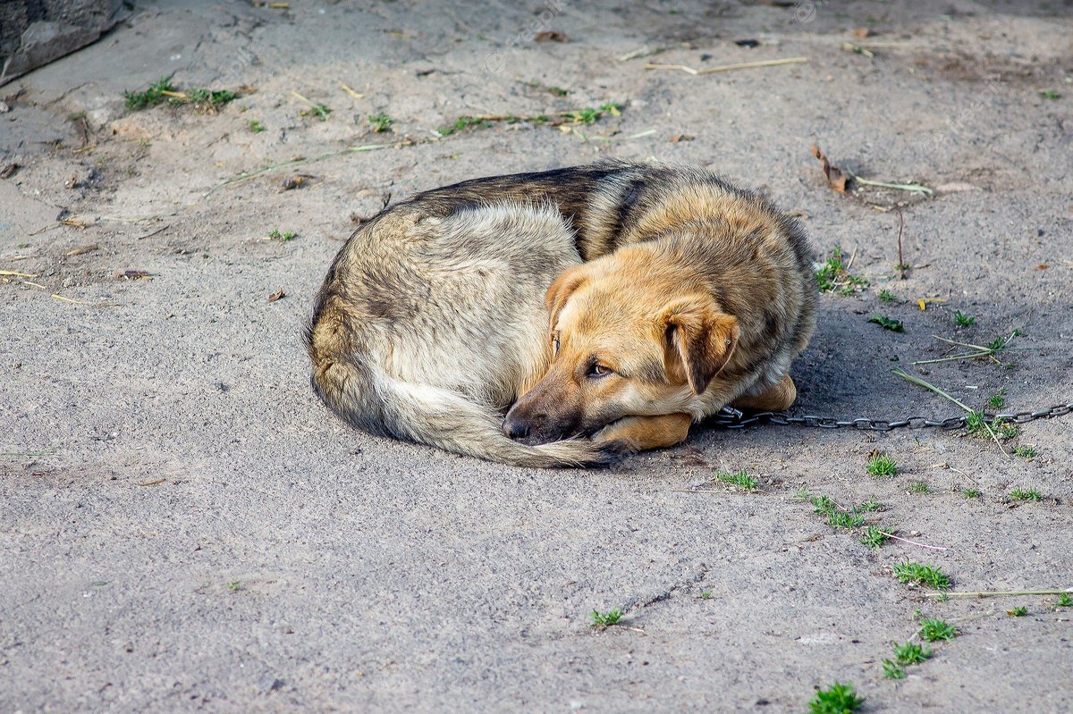 AntonioAcuaPani's tweet photo. Cuando se abandona a un perro se deja sin asistencia alguna, expuesto a toda especie de agresión y violencia, como envenenamiento, atropello y muerte. https://t.co/YVxurYmN6U