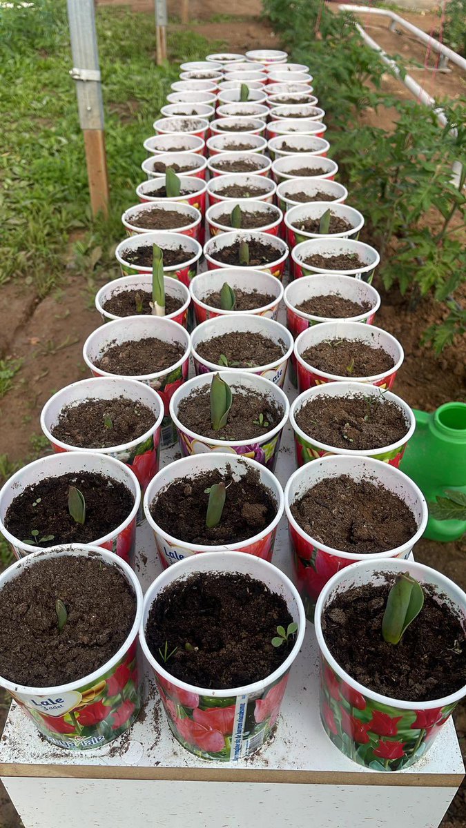 SilopiMTAL's tweet photo. Lale soğanlarımız🌷yeşermeye başladı. Bu güzel ve anlamlı hediyeniz için çok teşekkür ederiz. En kısa zamanda okulumuzda,seramızda sizleri misafir edip lalelerimizi beraberce toplamak dileğiyle. 
@hakkikaya5673 
@SilopiMEM 
@bilennmurat 
@izzetaydin01 
@cihatkoc61 
@Cevdet_Atay https://t.co/JoWXM0djZA
