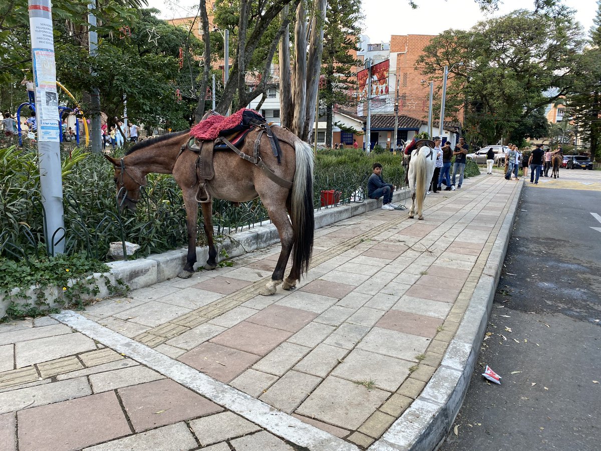 SaraCL14's tweet photo. ¿ Acaso no habían prohibido el alquiler de caballos en parques ?
Foto en Parque de la Floresta - Medellín https://t.co/egc3nAFGey