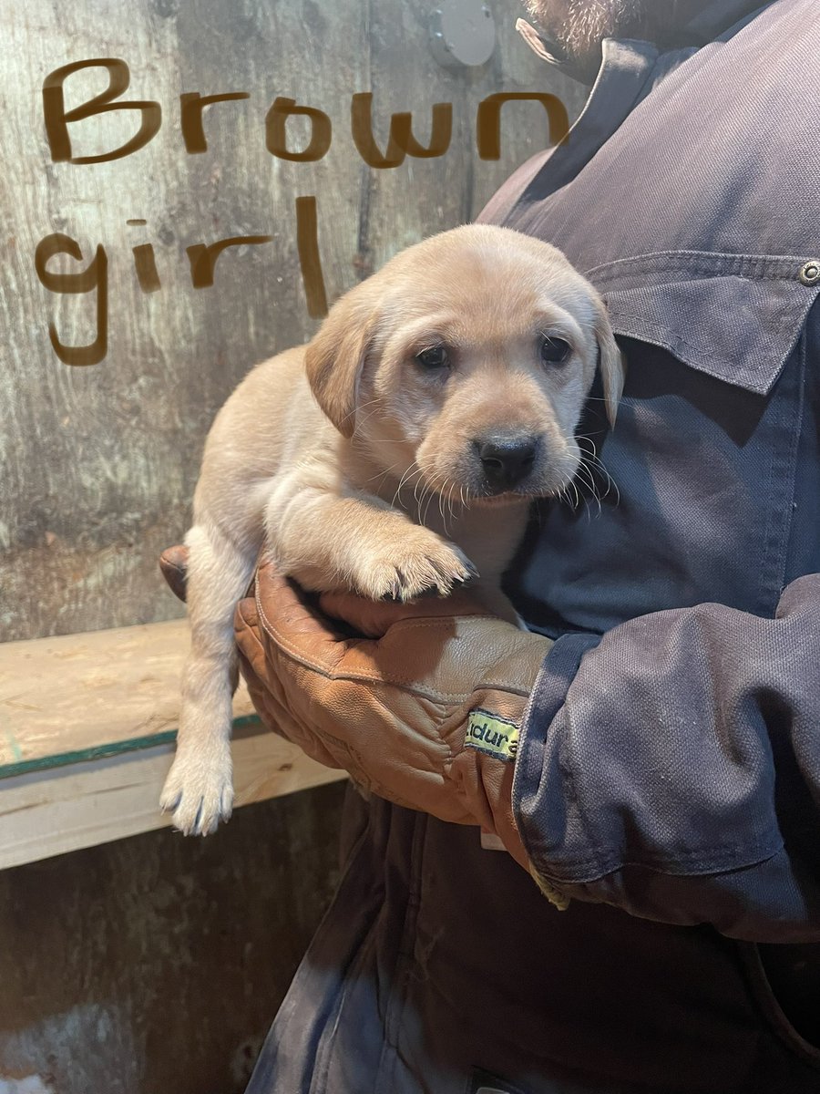 rustler37's tweet image. Some red fox lab collars