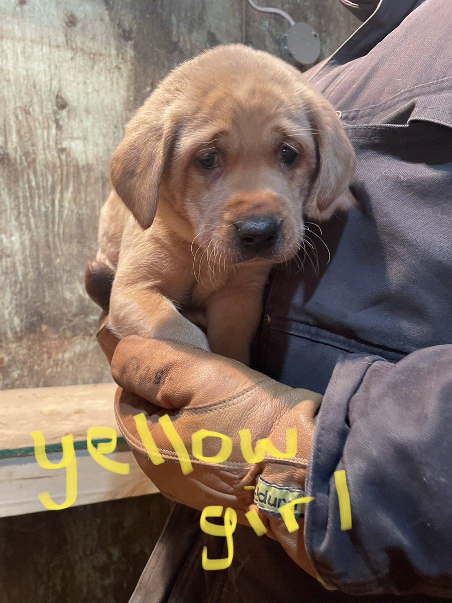 rustler37's tweet image. Some red fox lab collars