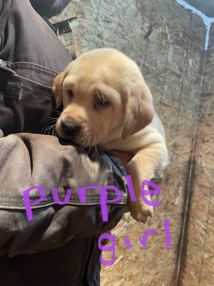 rustler37's tweet image. Some red fox lab collars