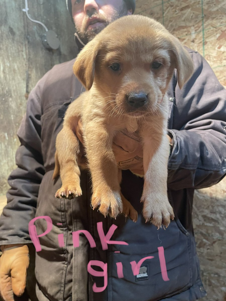 rustler37's tweet image. Some red fox lab collars