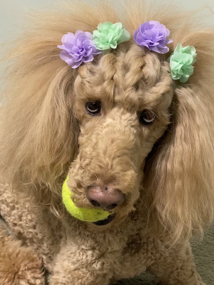 I put braids in my #poodle's hair today. Because why not. 

#StandardPoodle
#DogsofTwitter