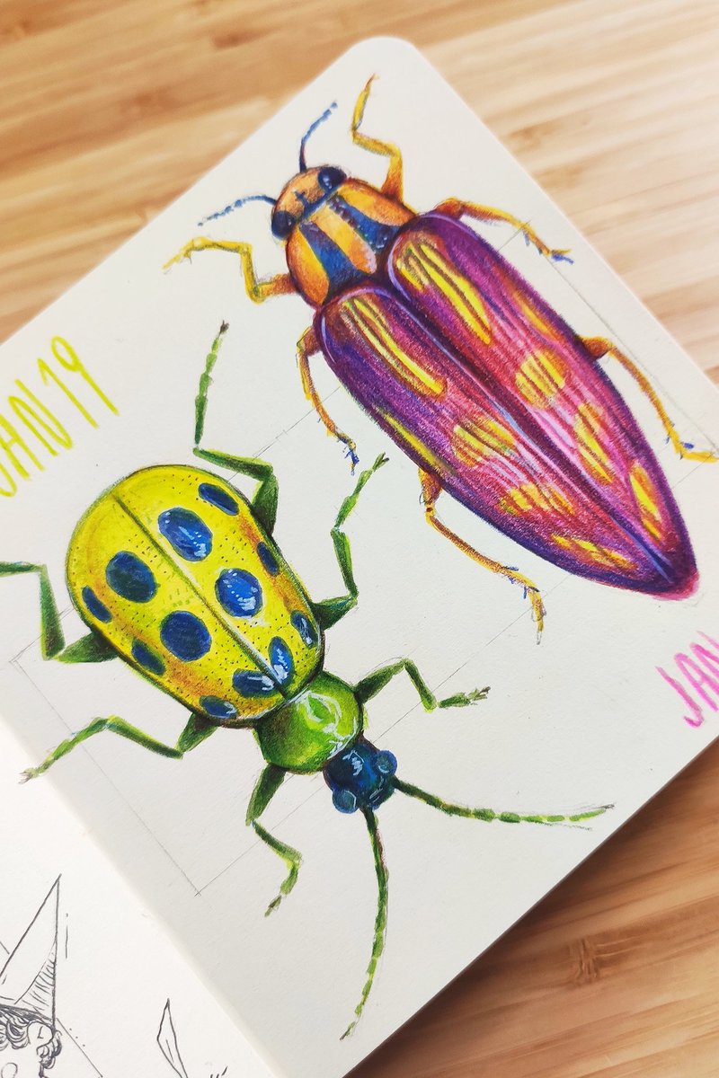 chetom_'s tweet photo. sketchbook beetles 🐞✨ https://t.co/hPnGiXqF6i