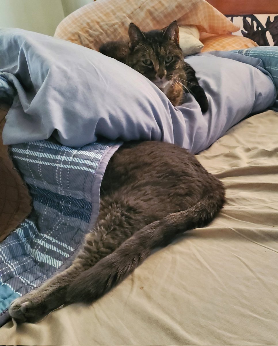 orangeisme2's tweet photo. @MissyBBBobtail Scooter looks on as her sister Little Ash is "hidden" in the blankets! https://t.co/XcXxLIxIP6