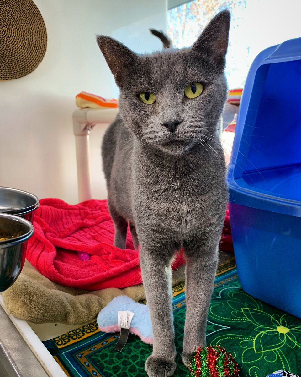 adtothebone's tweet photo. That’s no unicorn; it’s Genessa!
https://t.co/DSpHT0rvbP #caturday #genessa #sheltercat #adoptdontshop #cat #catsoftwitter https://t.co/O76kBnQTSi