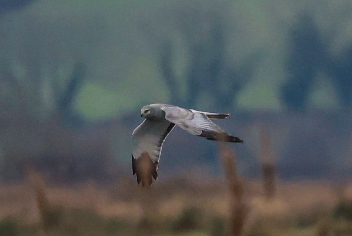 lencollard's tweet photo. Male Hen harrier at RSPB Greylake Somerset https://t.co/2WEYU1Q5RA