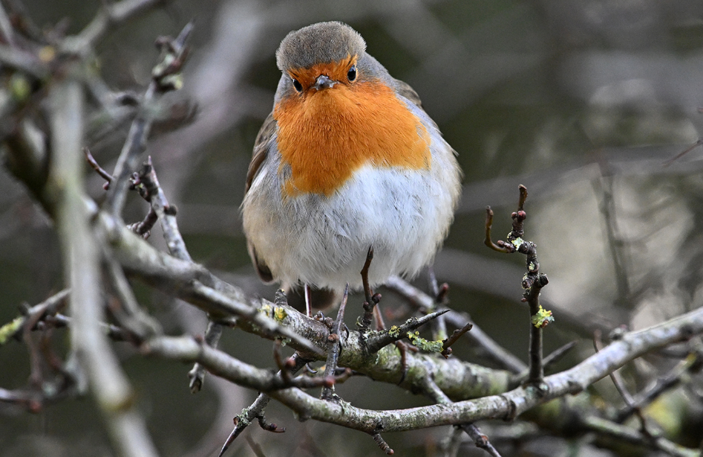 andyjonesfoto1's tweet image. Robin, Peak District - 19th Jan 2024. @Natures_Voice
@PeakDistrictNT @peakdistrict #Robin #winter #lowtemps #PeakDistrict #birdphotography #Nikon #local