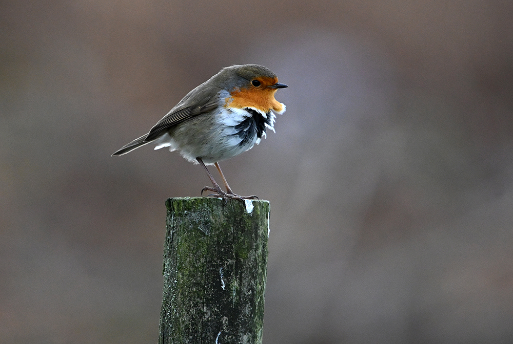 andyjonesfoto1's tweet photo. Robin, Peak District - 19th Jan 2024. @Natures_Voice
@PeakDistrictNT @peakdistrict #ruffledfeathers
#Robin #winter #lowtemps #PeakDistrict #birdphotography #Nikon #local https://t.co/IMyQIBBaaI