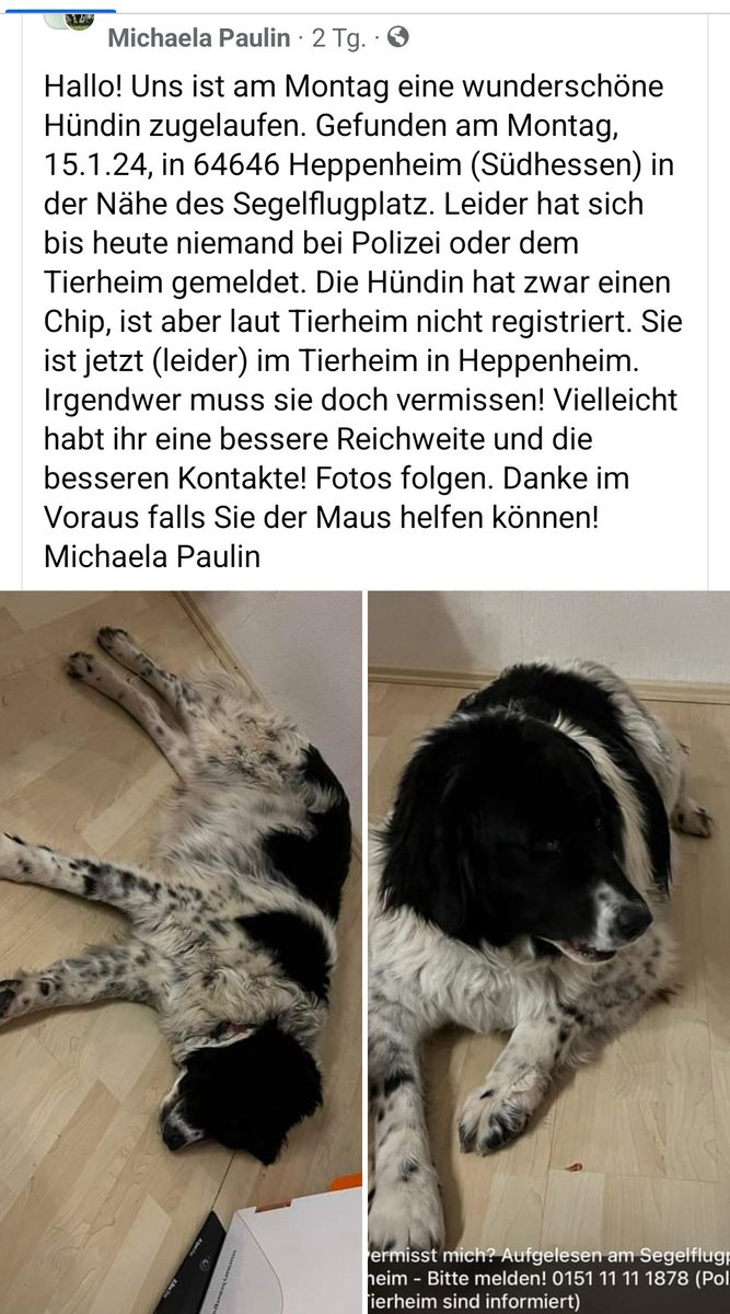 Twitter do your magic
Kennt jemand die Hündin? 
Warum vermisst sie denn keiner? 🥺