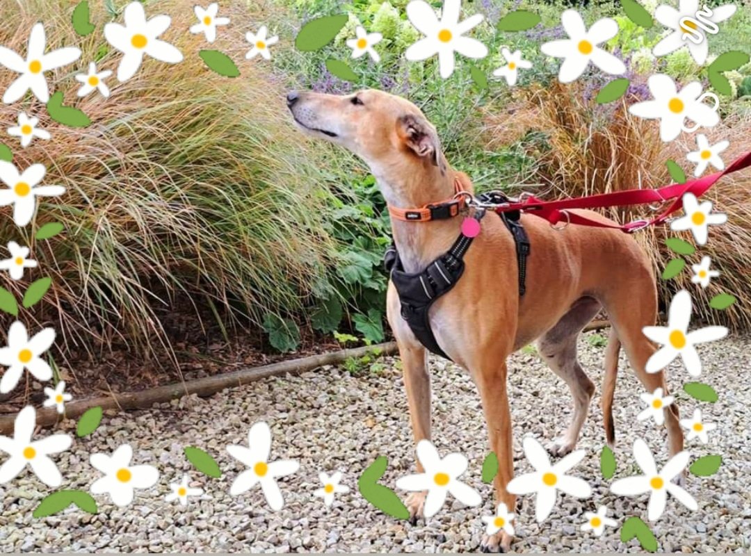 Daisy ❤ 
Very pretty lurcher is hoping to be adopted soon 🙏 #dogsangelsireland #adoptdontshop #dogs #dogsoftwitter #rescue #Ireland #rescuedogs