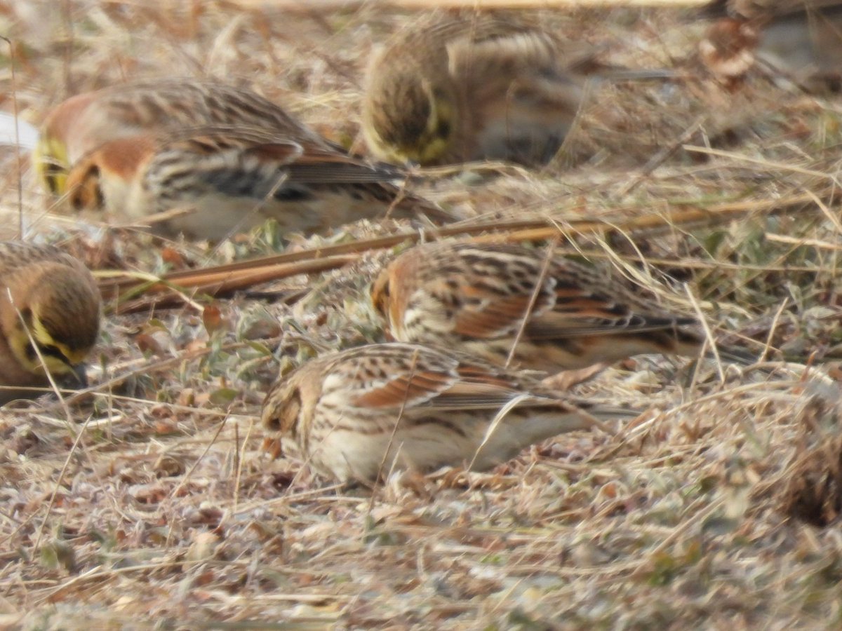 A sunrise, a coyote, and 86 Red Knots. Previous January high count was 1. 🤯 Also 10 bonus Lapland Longspur. @ManometCenter @DuxburyBeachRes @avesplayeras @WHSRN