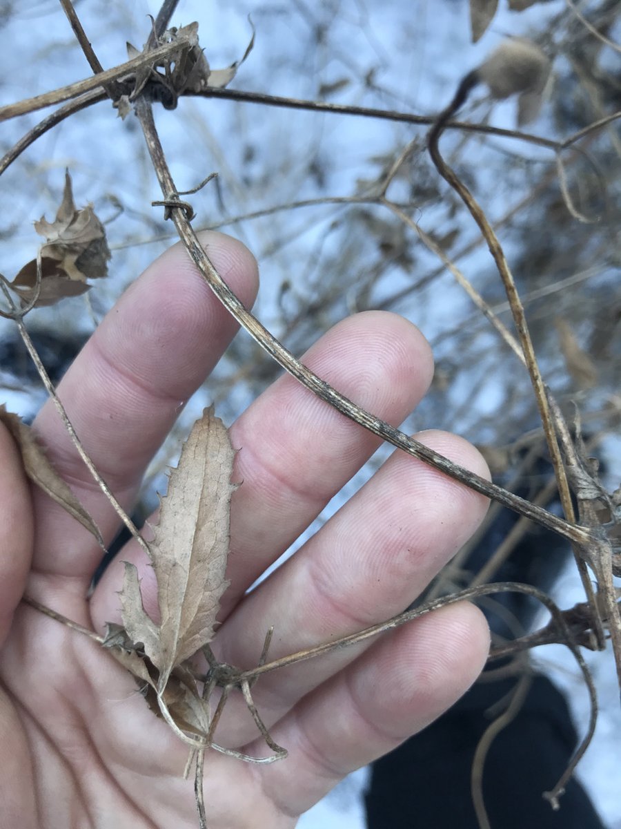 FishCreekPP's tweet photo. 🌼Meet the #WeedoftheWeek: Yellow Clematis!
These fluffy-seeded climbers are no joke. Learn how to spot them with our identification tip—narrow, serrated leaves are the giveaway! Hold off on pulling until summer to control the spread. Let's protect our #NativePlants!🌱🌿 https://t.co/BYZ1N9kiAD