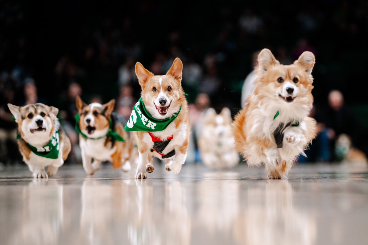 UAB_Athletics's tweet photo. Well, that was fun!! 🐶🐉 https://t.co/yYbqTEPCis