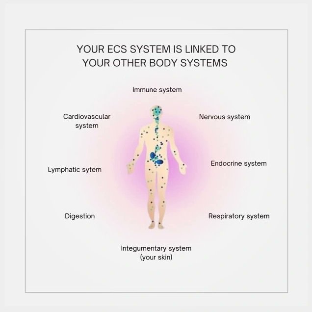 6twenty7's tweet photo. All the wellness.....
#PlanetBasedWellness #GreenCompass https://t.co/XX1KTsmhxE