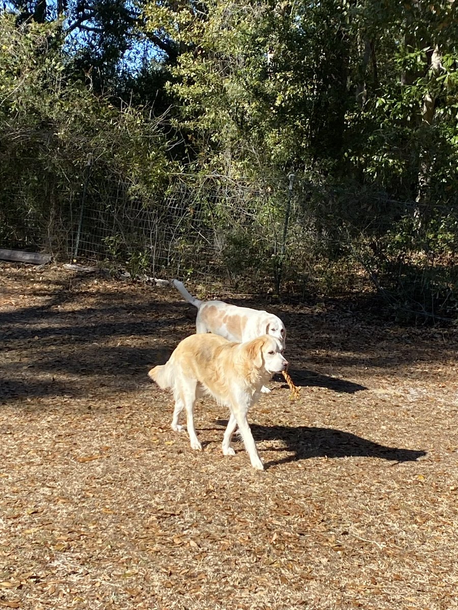 Monkey smoking on a Cuban cigar, walking with her daddy Smiles. All is good at the Catturd ranch- 😂