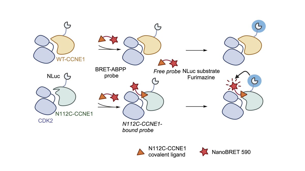 Excited to share a major part of my thesis work in the Cravatt Lab! In collaboration with Pfizer, we present a "paralog-hopping" strategy, potentially generalizable for discovering drugs targeting proteins that lack a ligandable cysteine.A🧵
biorxiv.org/content/10.110…