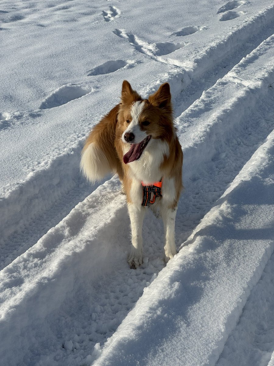 CelineMouchet's tweet photo. Beautiful in the snow #dog #bordercollie #eered #snow #walk #walkinsnow https://t.co/UZjlXQXB8b