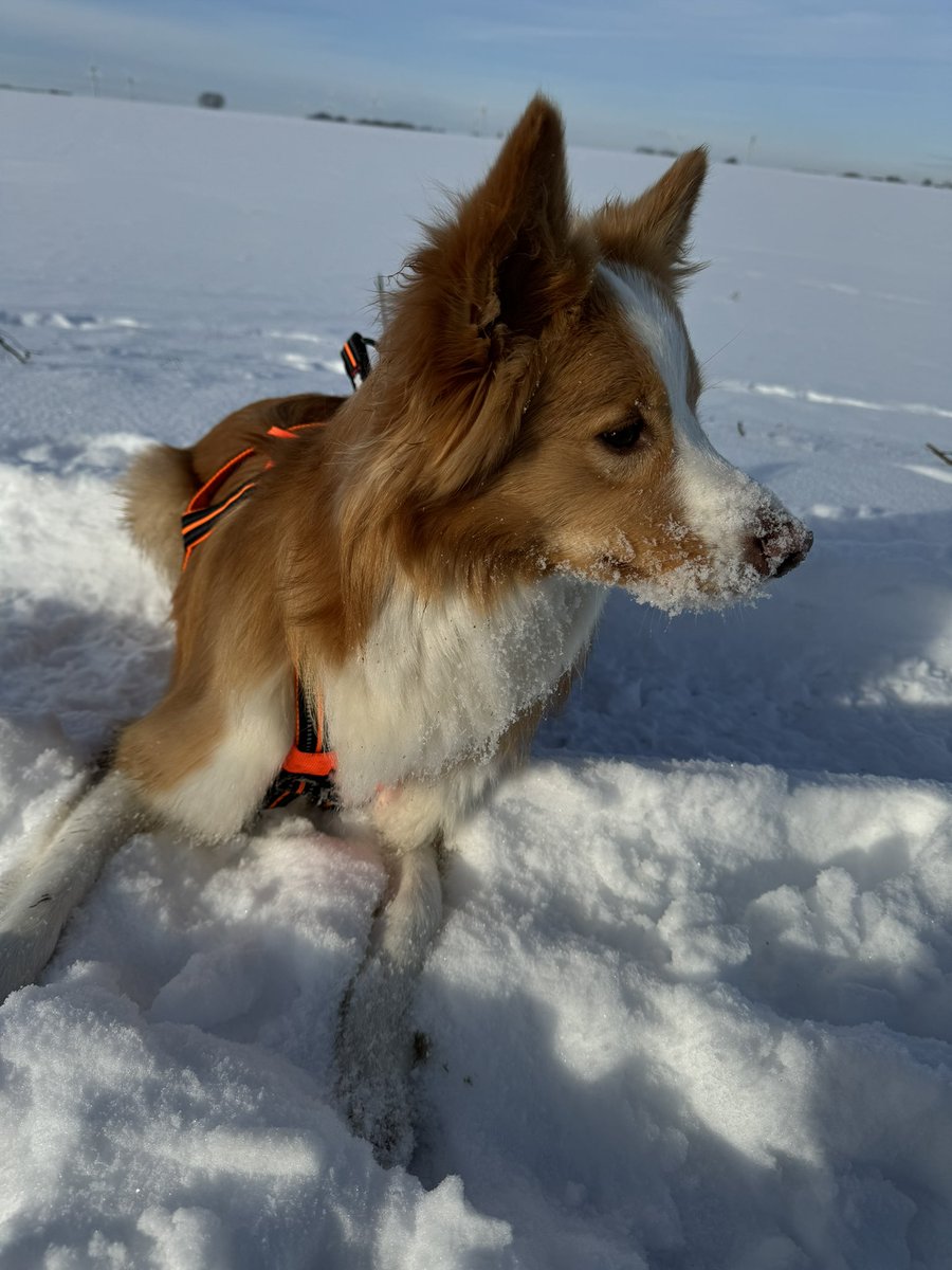 CelineMouchet's tweet photo. Beautiful in the snow #dog #bordercollie #eered #snow #walk #walkinsnow https://t.co/UZjlXQXB8b