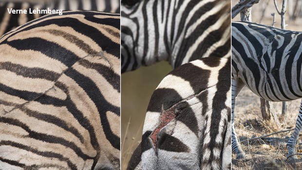 Zebra Injuries Zebras are often more resilient than we think. When they’re injured by ...