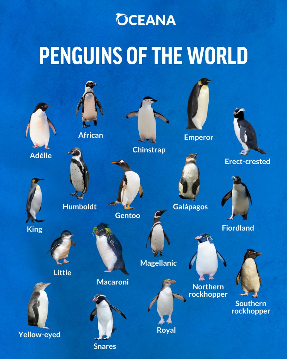 Happy #PenguinAwarenessDay! 🐧 

There are 18 known species of penguins in the world today. Which one is your favorite? Tell us in the comments below! 👇