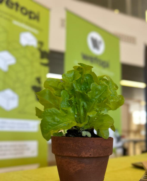 Nos ha ido genial en la #wczgz24 gracias al cuidado de la organización y lxs voluntarixs.
¡Esperamos ver esas foticos de las "semillas wetopi" creciendo, en los huertos o macetas  lxs asistentes... y en vuestros proyectos web!