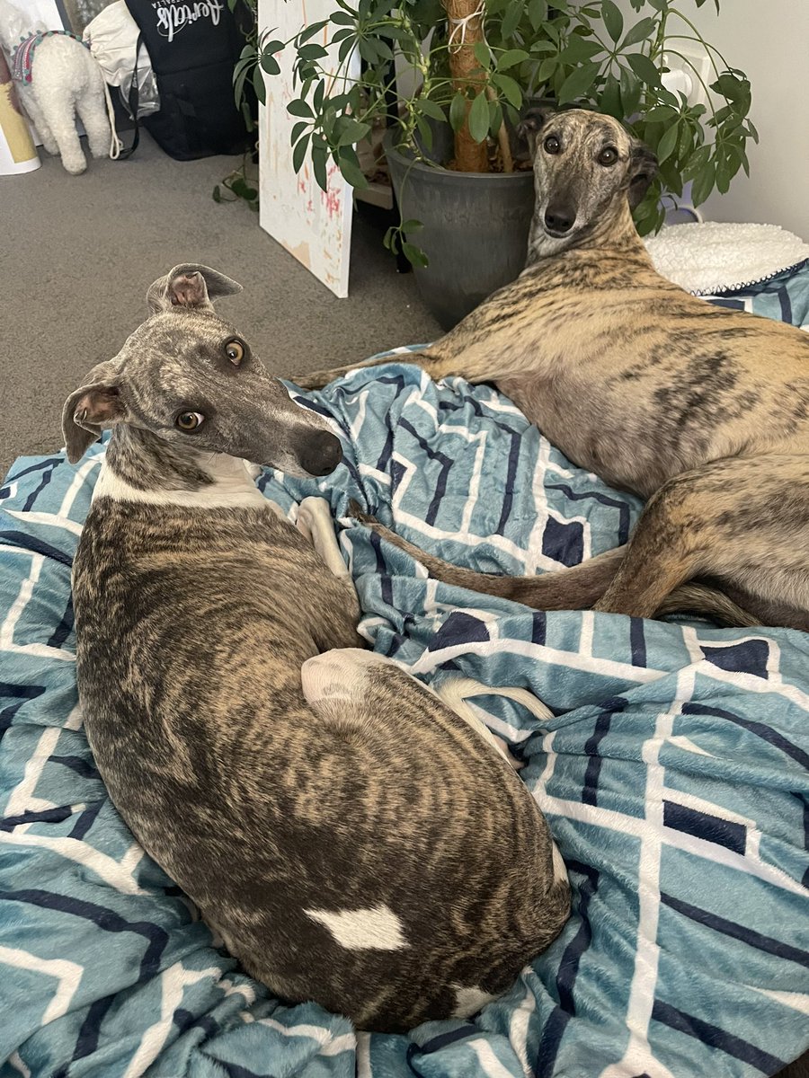 Both pups are joining me for some Palworld! 

Short play through stream starting shortly! See you there 🐙

Twitch.tv/shazell_ 

#twitch #twitchlive #twitchstream