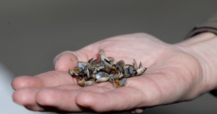 Okanagan Basin Water Board wants more federal support to combat invasive mussels dlvr.it/T1fbs2