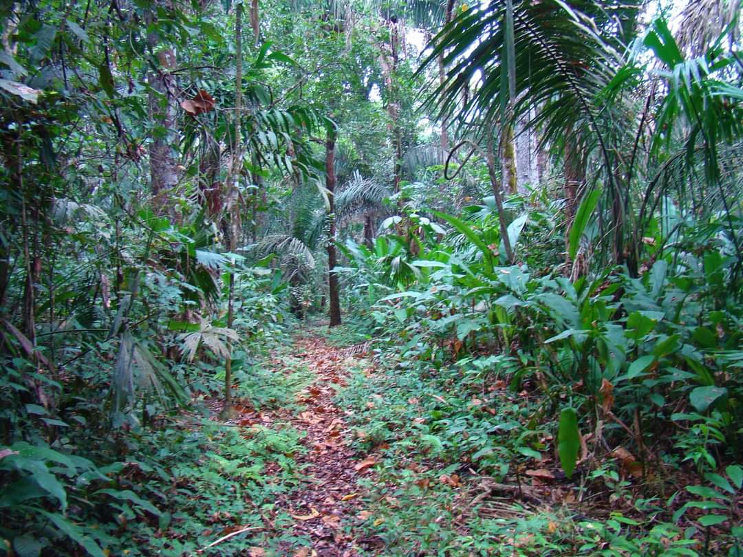 Ojalá los barinenses amaran este bosque como los caraqueños aman El Ávila
Caparo el último bosque de los Llanos Occidentales de Venezuela está en Barinas. Trabajamos desde hace 10 años por su protección 
Siguenos en Instagram @proyecto_ateles 

Foto: José R. Guevara