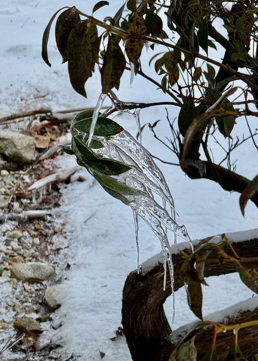 mchesner's tweet photo. The #winter winds were deflected away from our house and thus bent these icicles as they formed. 

#arcticvortex #ctweather #ctwx #TrumbullCT https://t.co/isoz6jbDI0