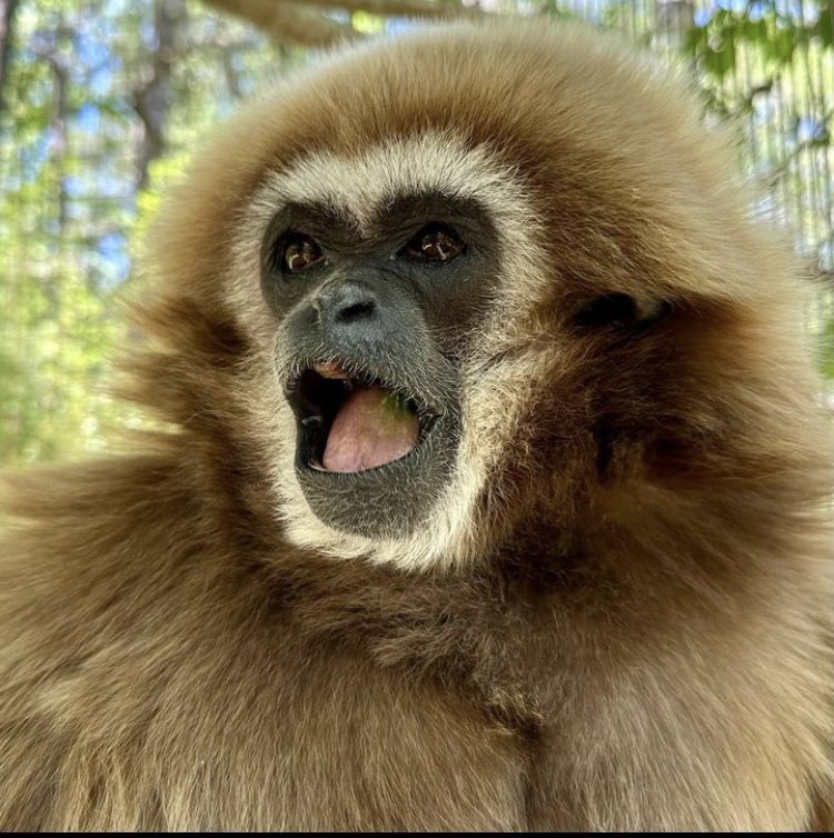 Gibbons Daily tweet media