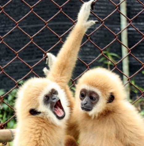 Gibbons Daily tweet media
