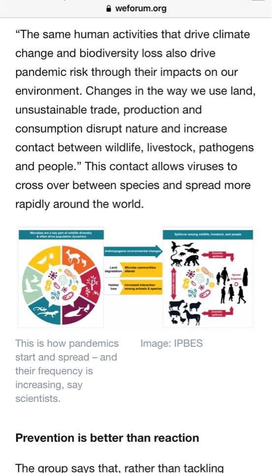 JesseMatchey's tweet image. Please read @NassMeryl article, below. It’s why SARS2 lab origins matters

Please read @CanariesBlue thread on metabiota…

The Epstein operation ties into both of their pieces…

We may not get a smoking gun…but collectively we (and others) need to piece this together