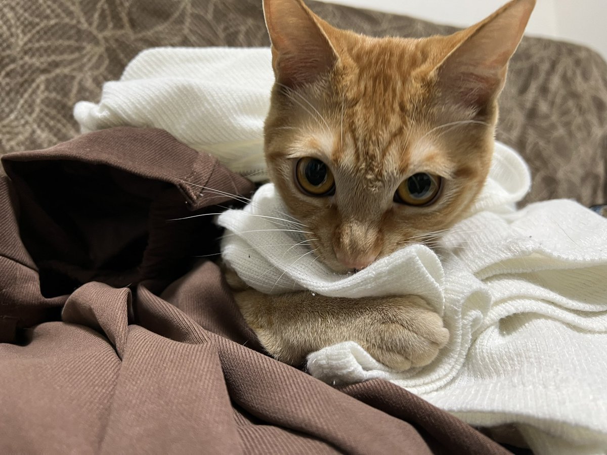 minana0125's tweet photo. 畳んだのにぃ😂

#猫のいる暮らし #茶トラ猫
#猫好きさんと繋がりたい https://t.co/LOwGTw9qa7