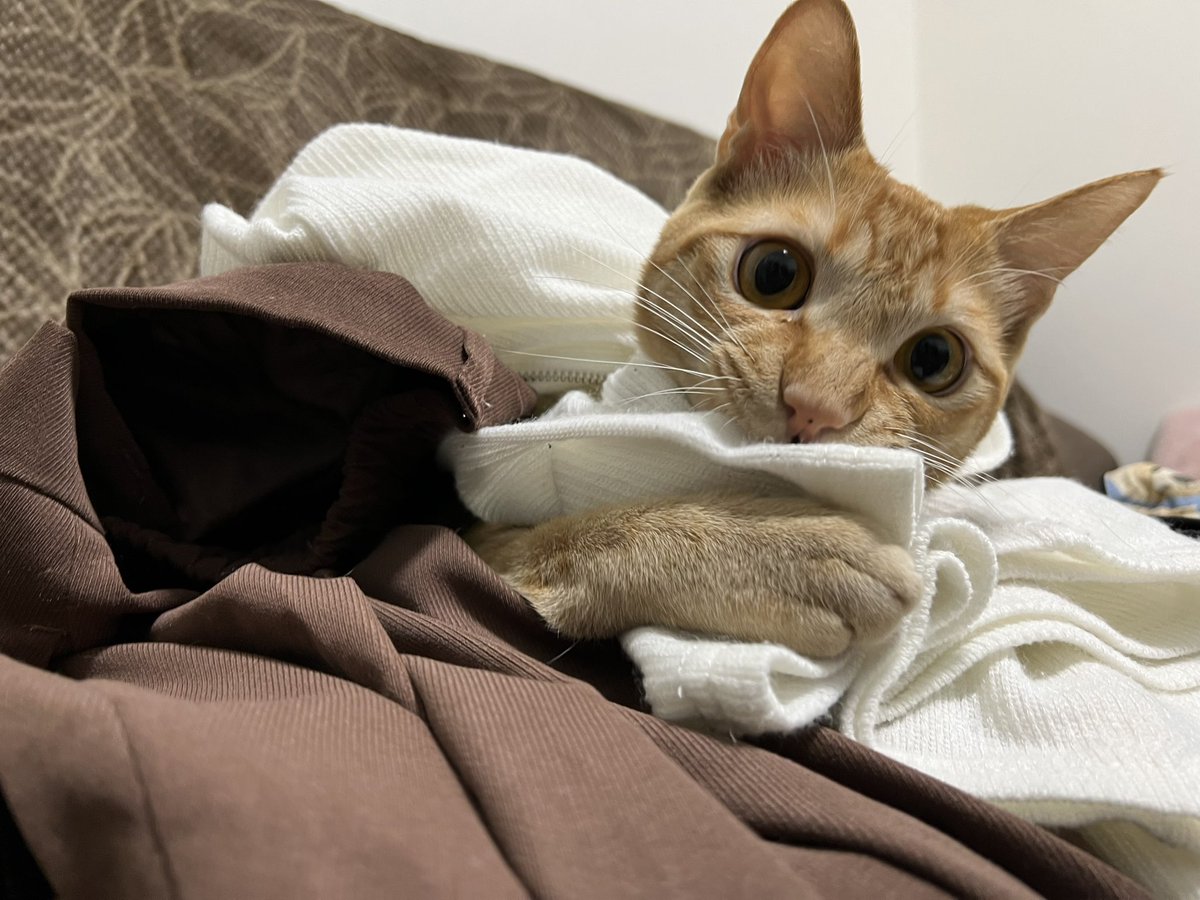 minana0125's tweet photo. 畳んだのにぃ😂

#猫のいる暮らし #茶トラ猫
#猫好きさんと繋がりたい https://t.co/LOwGTw9qa7