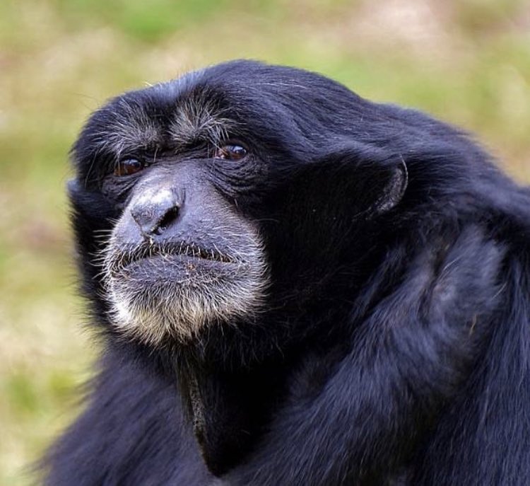 Gibbons Daily tweet media