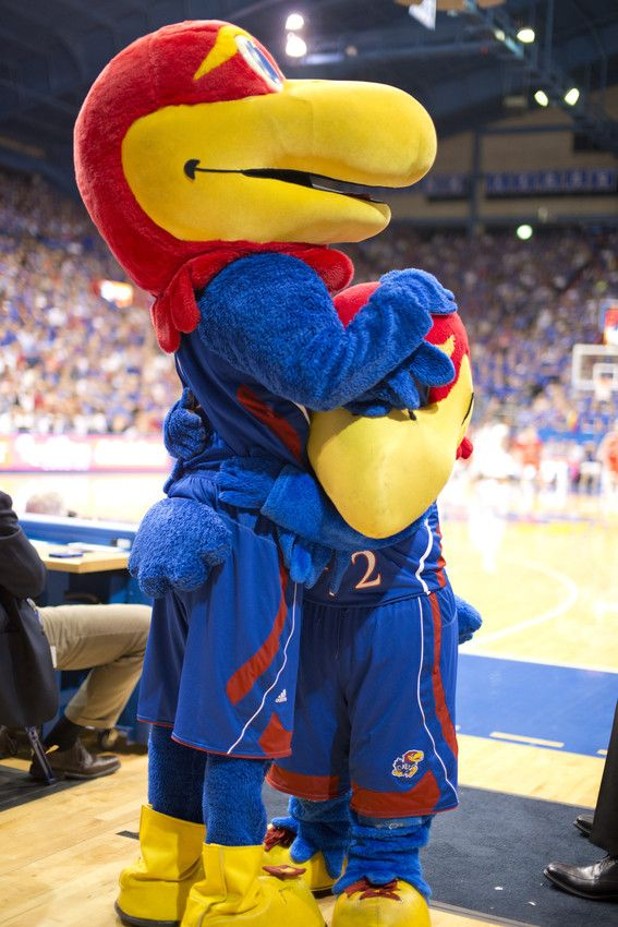 el_the_generous's tweet photo. @VoidOfRoses Do you know about KU?!? They have two: Big Jay and Baby Jay!! https://t.co/vzA9nqYzlD